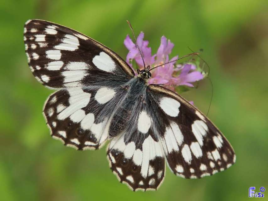 Melanargia galathea - sakktáblalepke