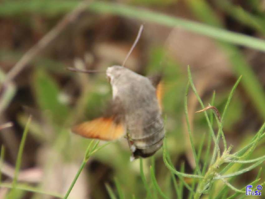 Macroglossum stellatarum - kacsafarkú szender