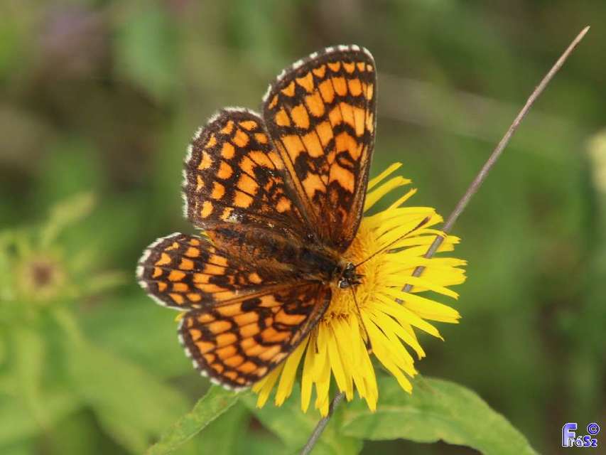 Melitaea athalia - közönséges tarkalepke