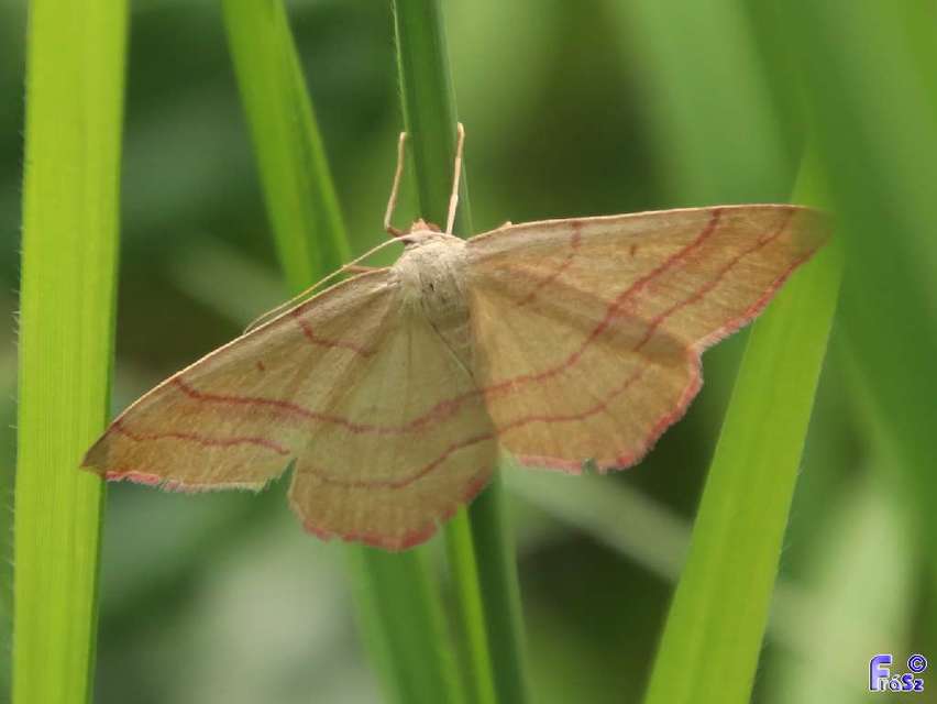 Rhodostrophia vibicaria - pirosszélű araszoló