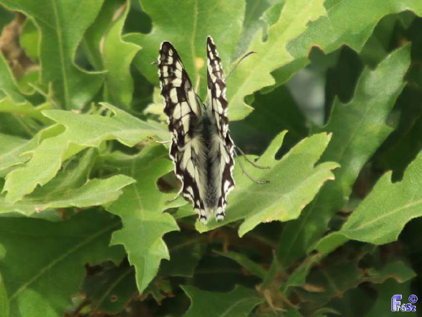 Melanargia galathea - sakktáblalepke