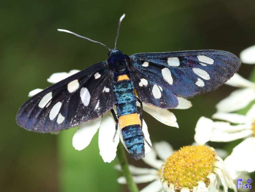 Amata phegea - fehérpettyes álcsüngőlepke