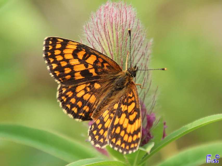 Melitaea athalia - közönséges tarkalepke