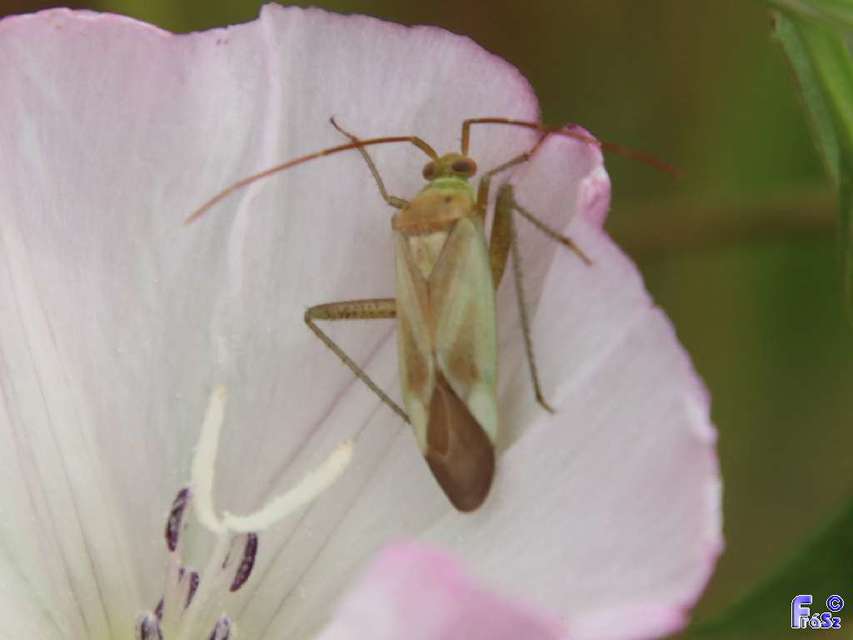 Adelphocoris lineolatus - lucernapoloska