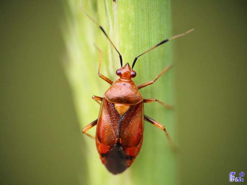 Deraeocoris ruber - vöröses mezeipoloska