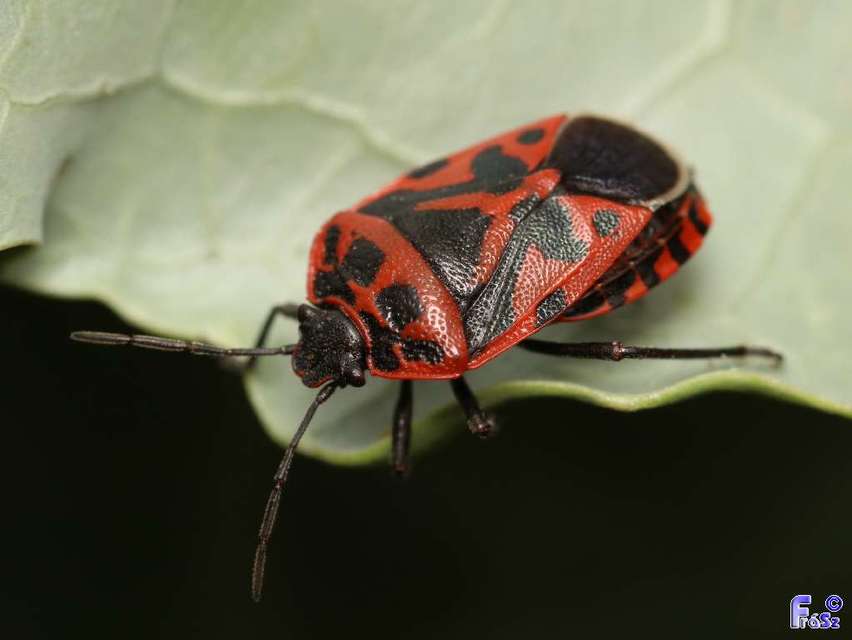 Eurydema ventralis - káposztapoloska Eurydema ventralis - káposztapoloska