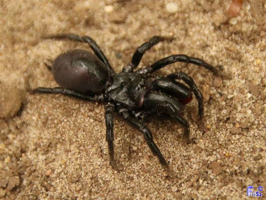 Atypus