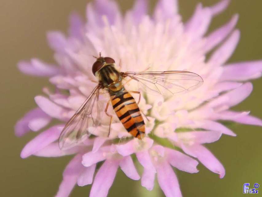 Episyrphus balteatus - ékfoltos zengőlégy