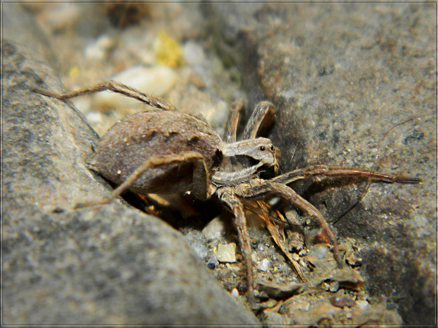 Alopecosa mariae