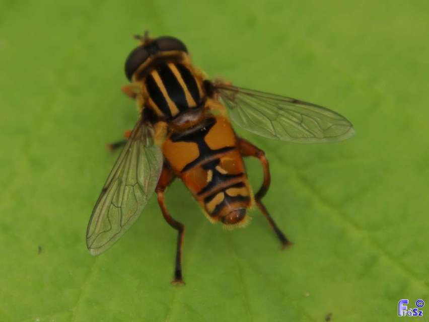 Helophilus pendulus - közönséges mocsárilégy