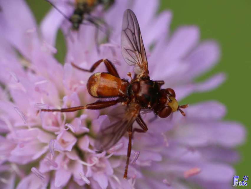 Sicus