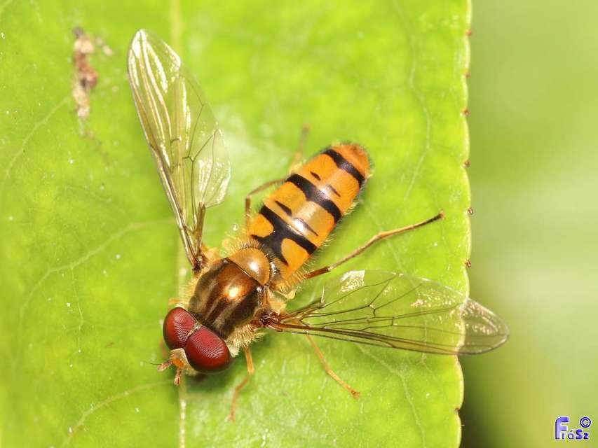 Episyrphus balteatus - ékfoltos zengőlégy