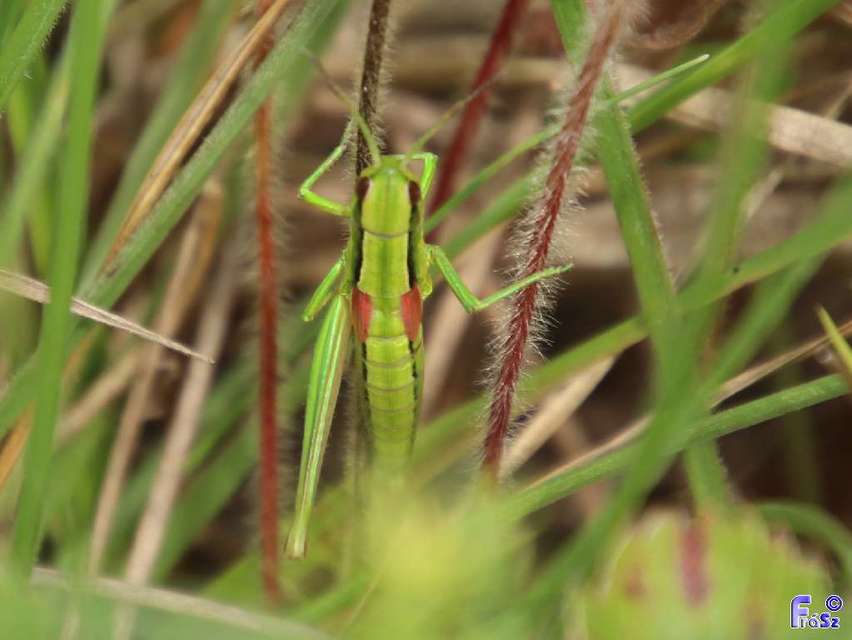 Euthystira brachyptera - smaragdzöld sáska