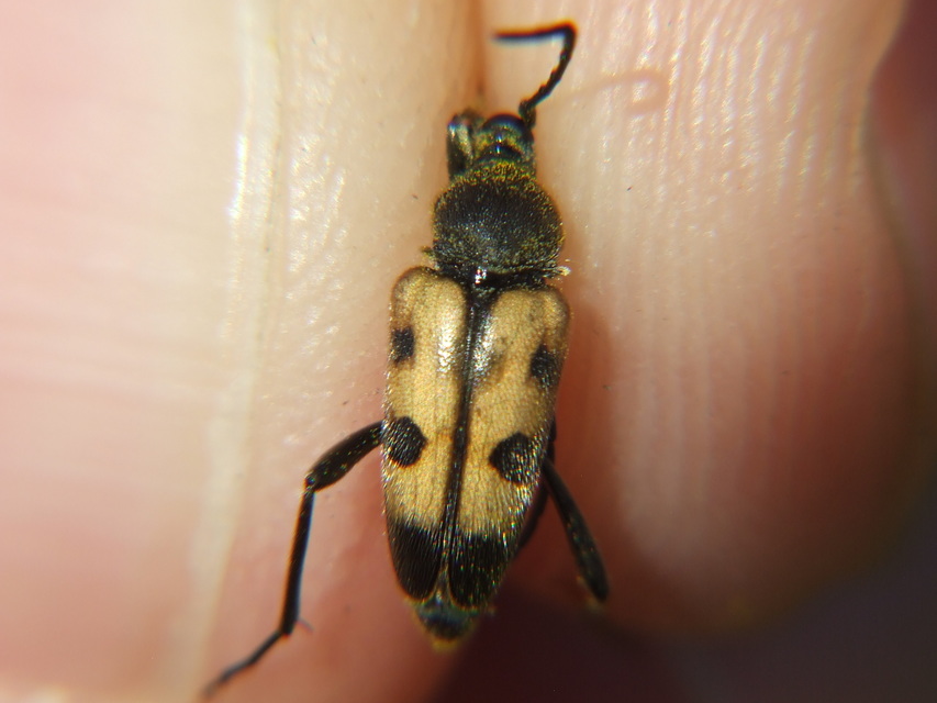Pachytodes erraticus - rajzos virágcincér