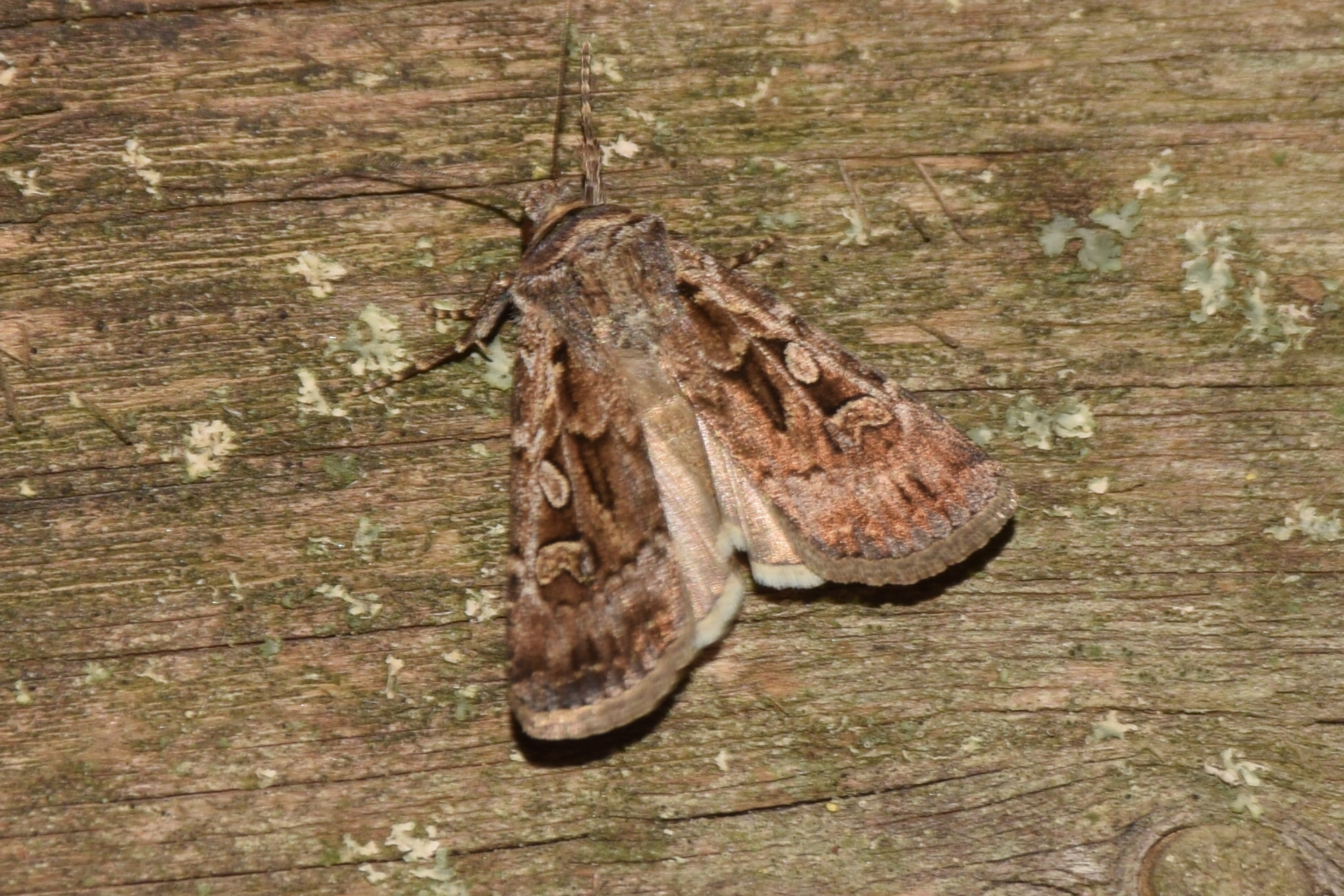 Euxoa tritici - búza-földibagoly