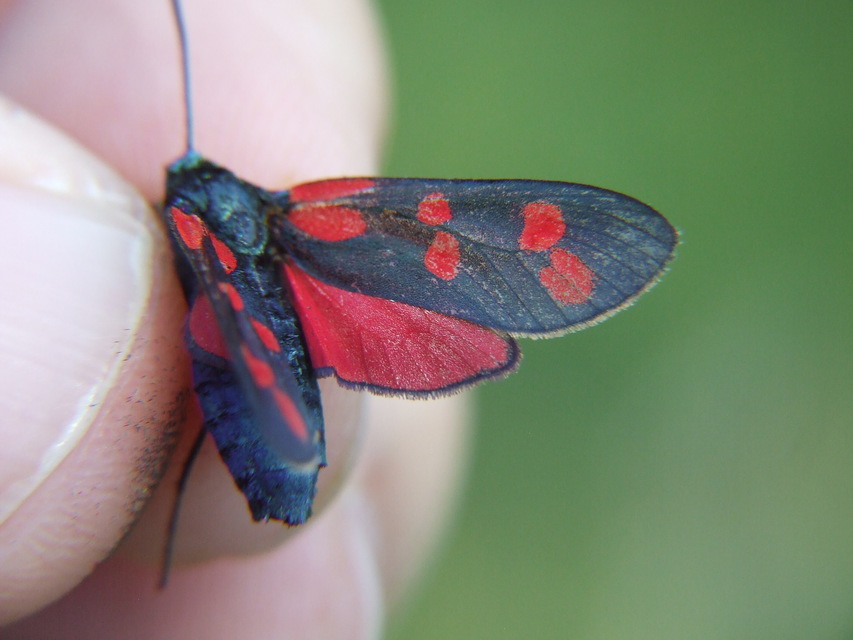 Zygaena filipendulae - acélszínű csüngőlepke
