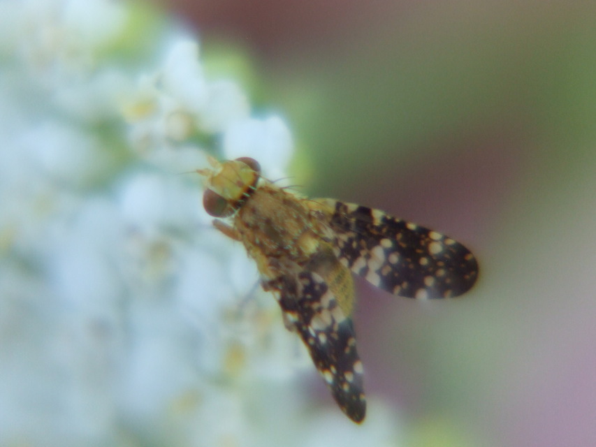 Tephritidae - fúrólégyfélék