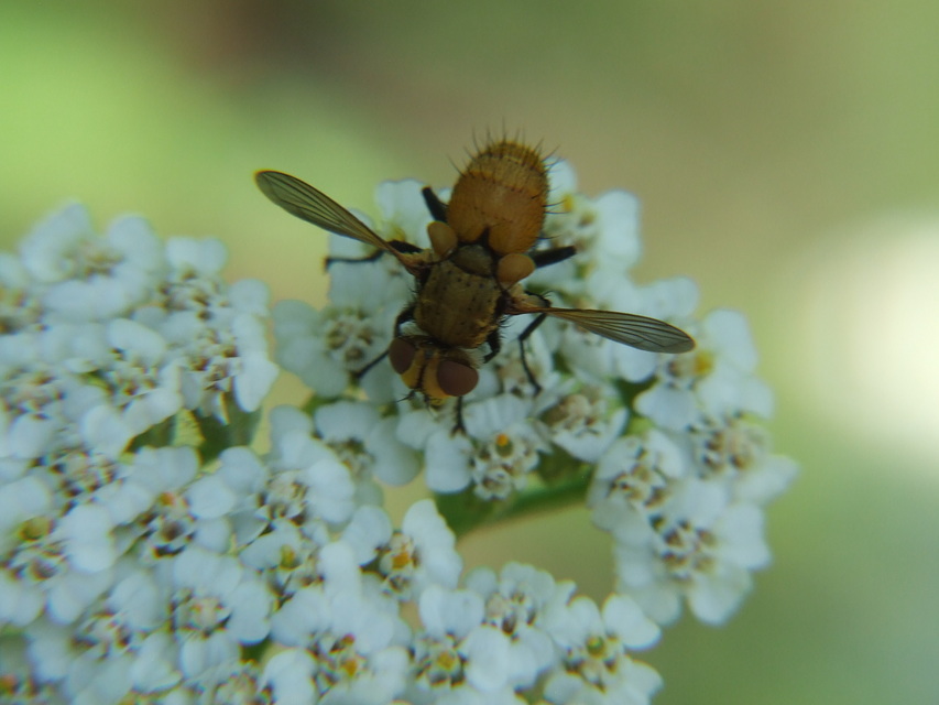 Phasiinae