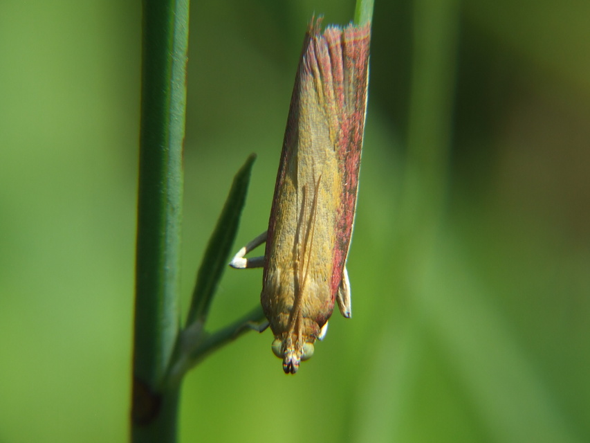 Oncocera semirubella - lucernamoly