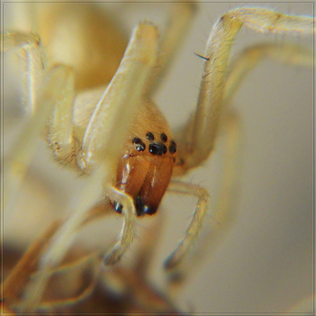 Cheiracanthium mildei - sárga dajkapók