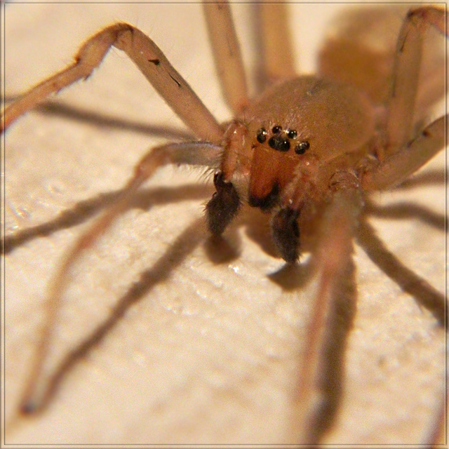 Cheiracanthium mildei - sárga dajkapók