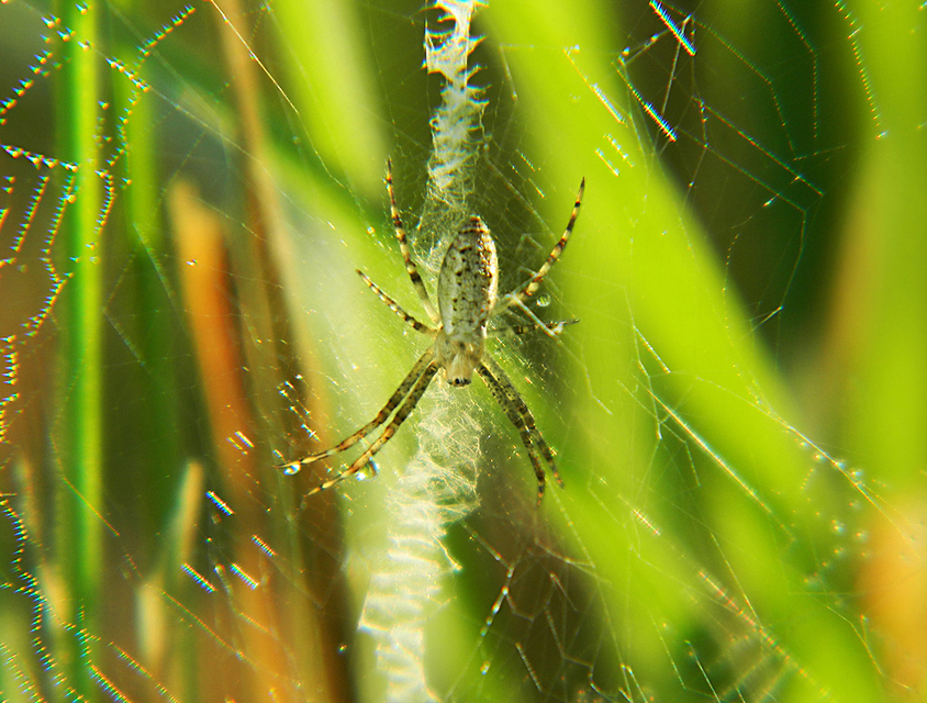 Argiope bruennichi - darázspók