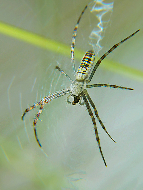 Argiope bruennichi - darázspók
