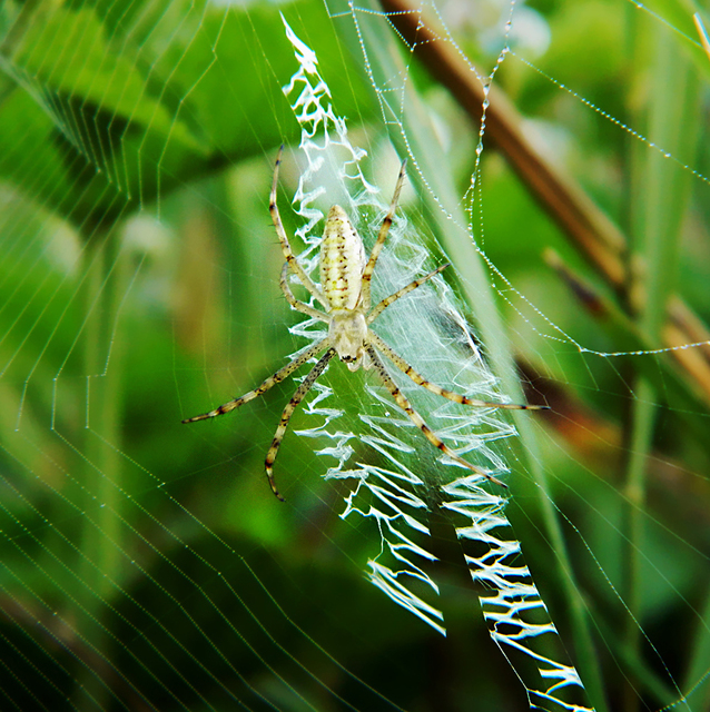 Argiope bruennichi - darázspók