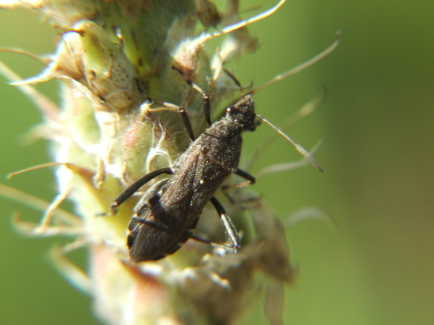 Alydus calcaratus - szőrös tövispoloska