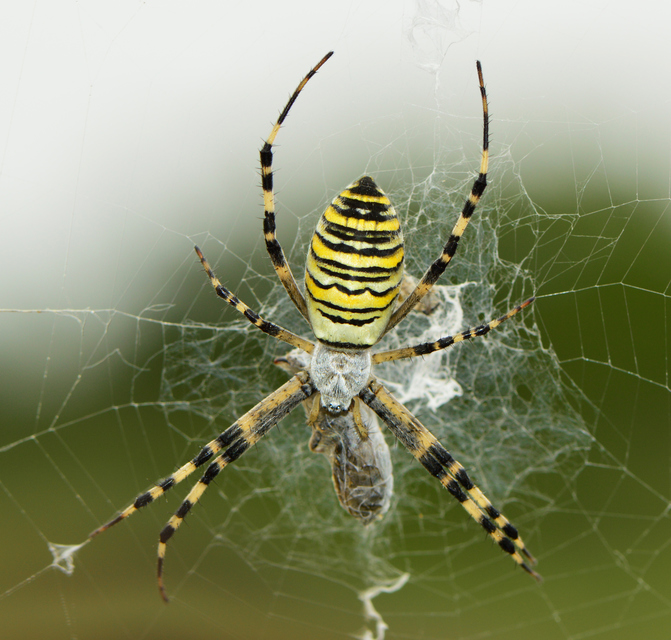 Argiope bruennichi - darázspók