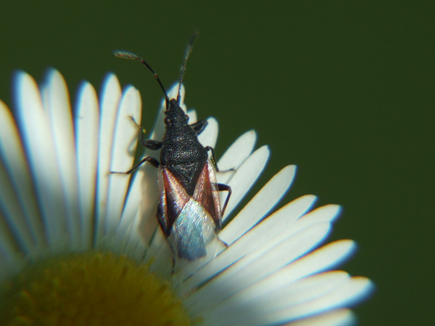Oxycarenus lavaterae - hársbodobács
