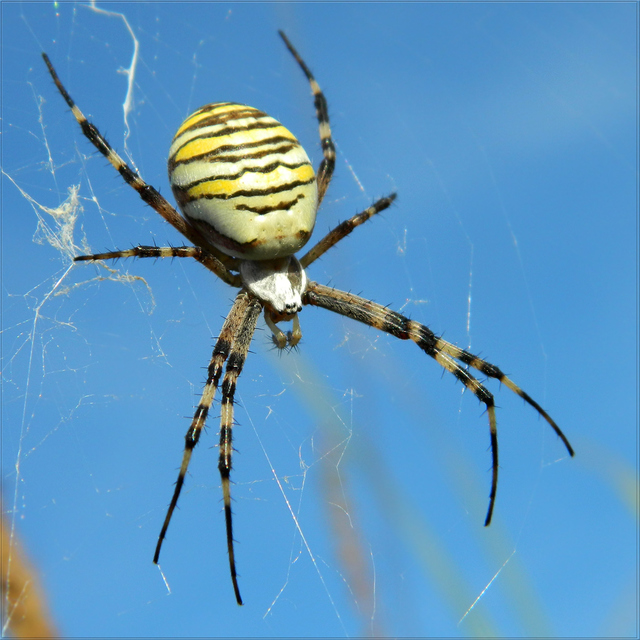 Argiope bruennichi - darázspók