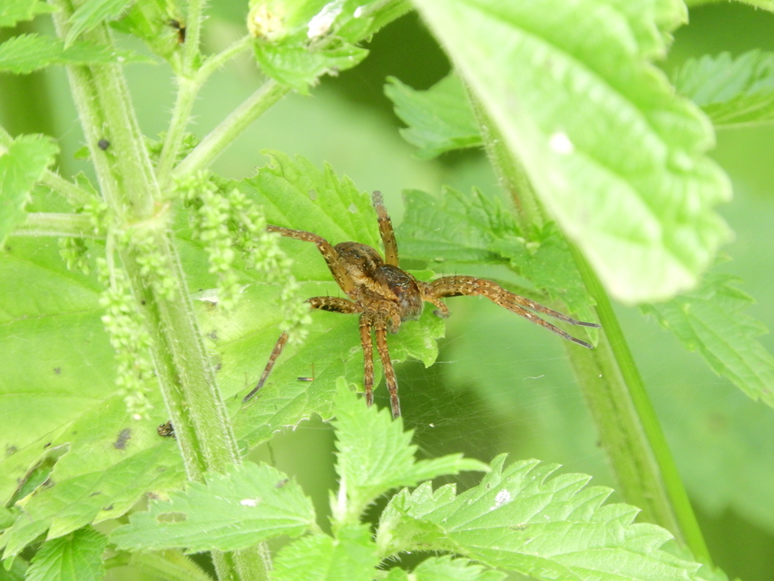 Dolomedes fimbriatus - szegélyes vidrapók