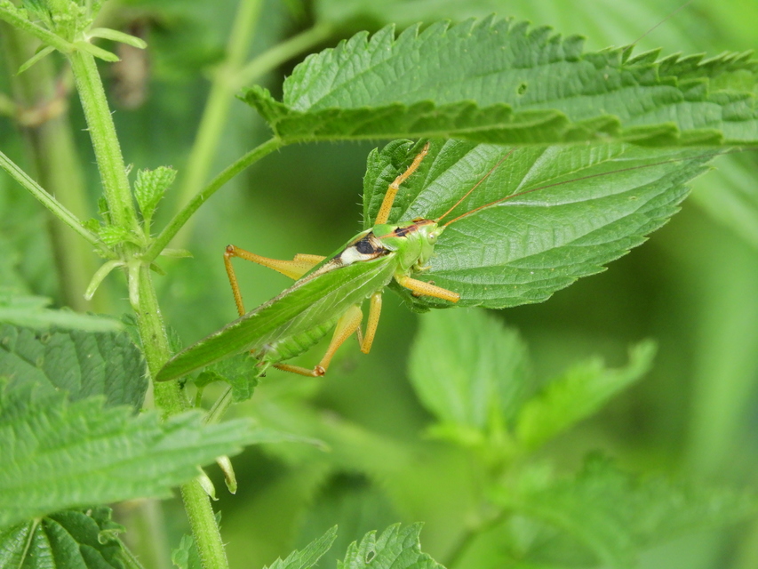 Tettigonia viridissima - zöld lombszöcske