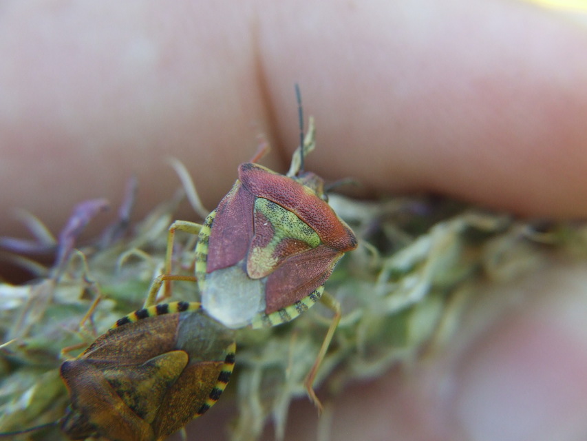 Carpocoris Carpocoris