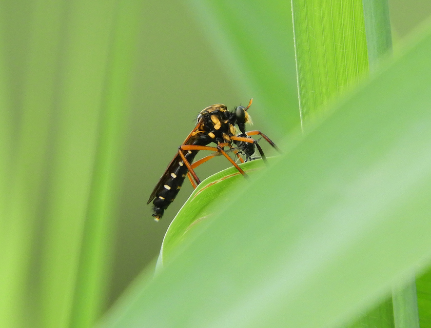 Molobratia teutonus