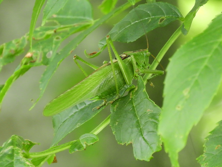 Tettigonia viridissima - zöld lombszöcske