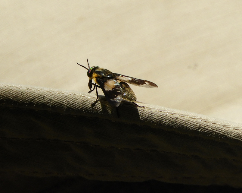 Chrysops