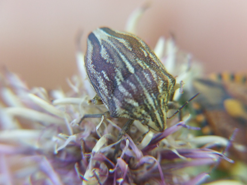 Odontotarsus purpureolineatus - tarka pajzsospoloska