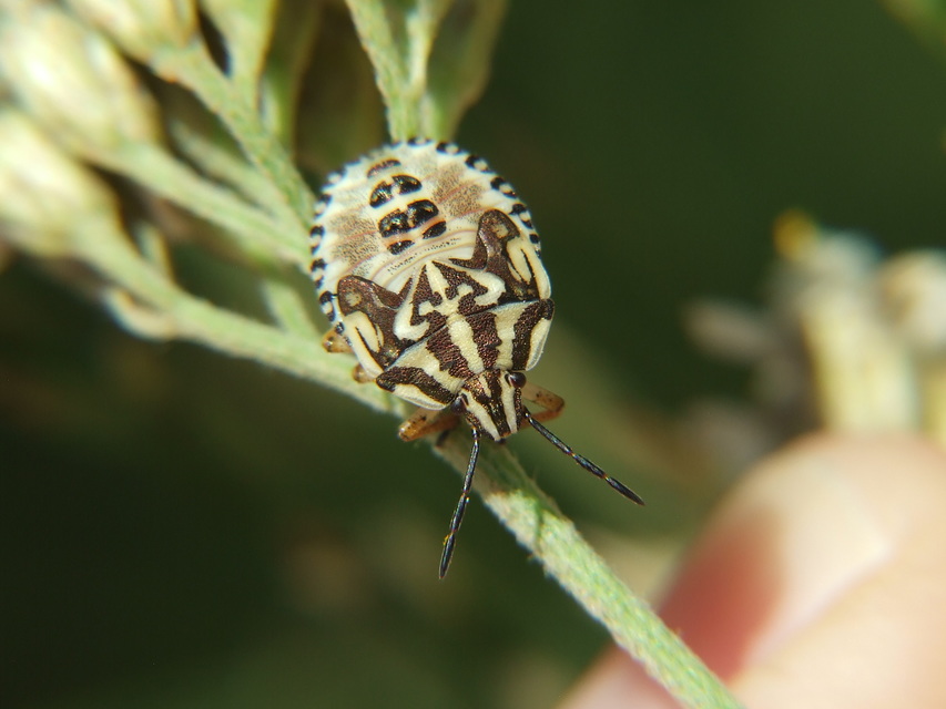 Carpocoris pudicus - közönséges gyümölcspoloska Carpocoris pudicus - közönséges gyümölcspoloska