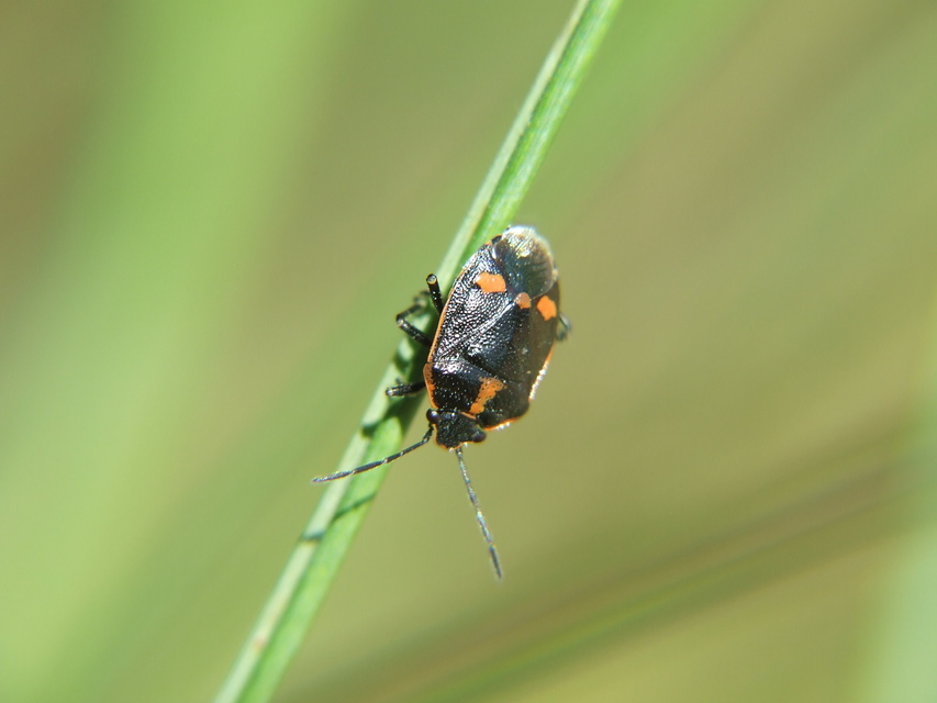 Eurydema oleracea - paréjpoloska Eurydema oleracea - paréjpoloska