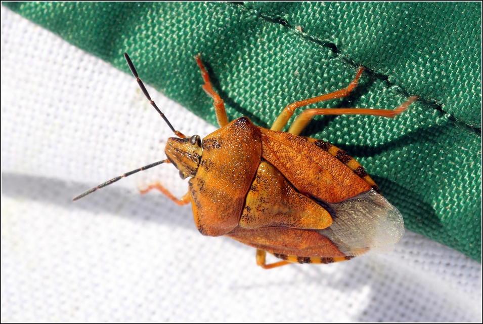 Carpocoris Carpocoris