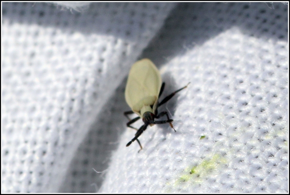 Catoplatus