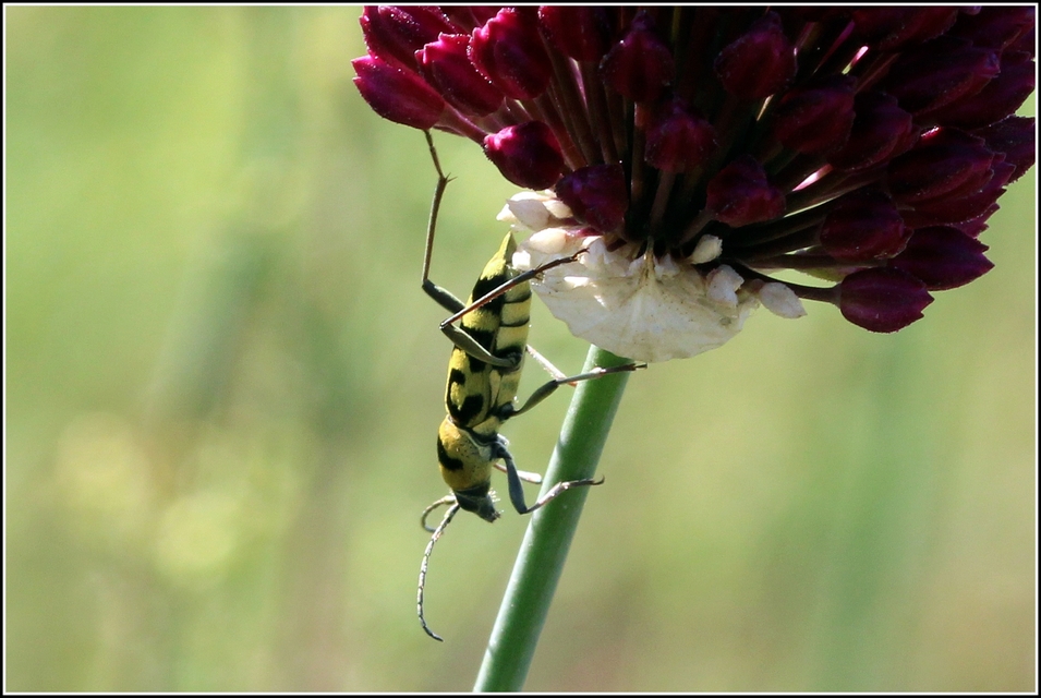 Chlorophorus varius - díszes darázscincér
