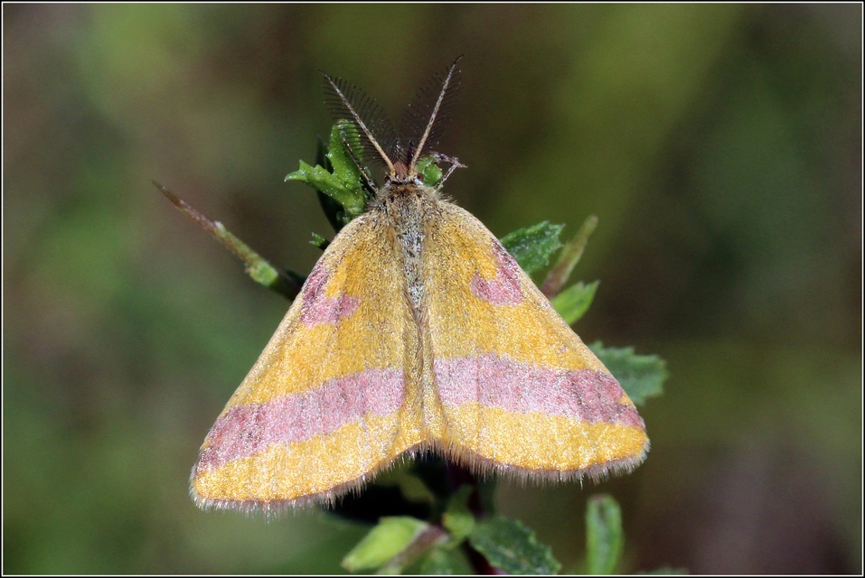 Lythria cruentaria - bíborcsíkos araszoló