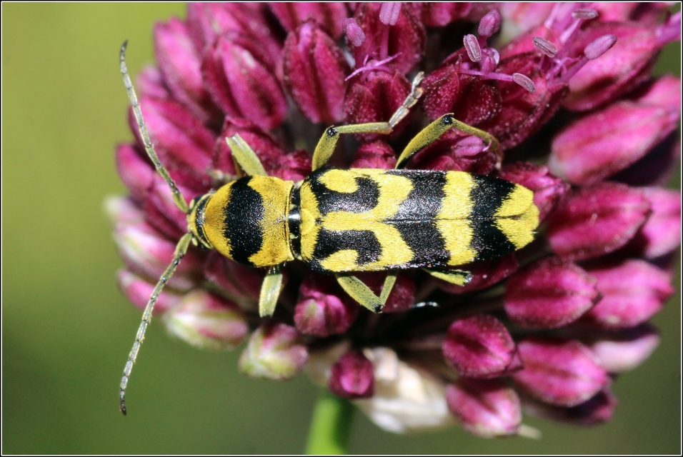 Chlorophorus varius - díszes darázscincér