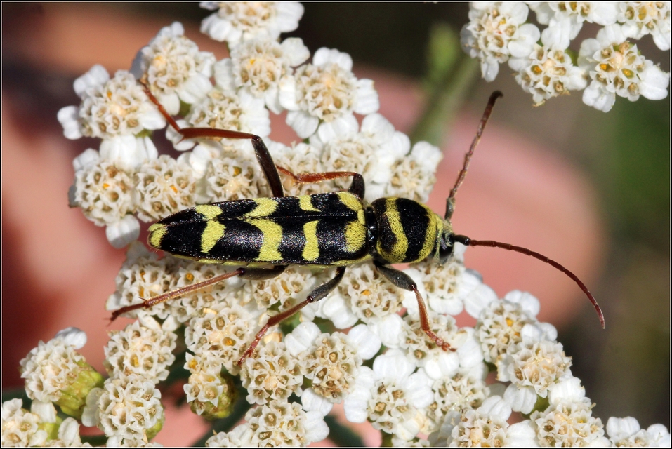 Echinocerus floralis - lucerna-darázscincér