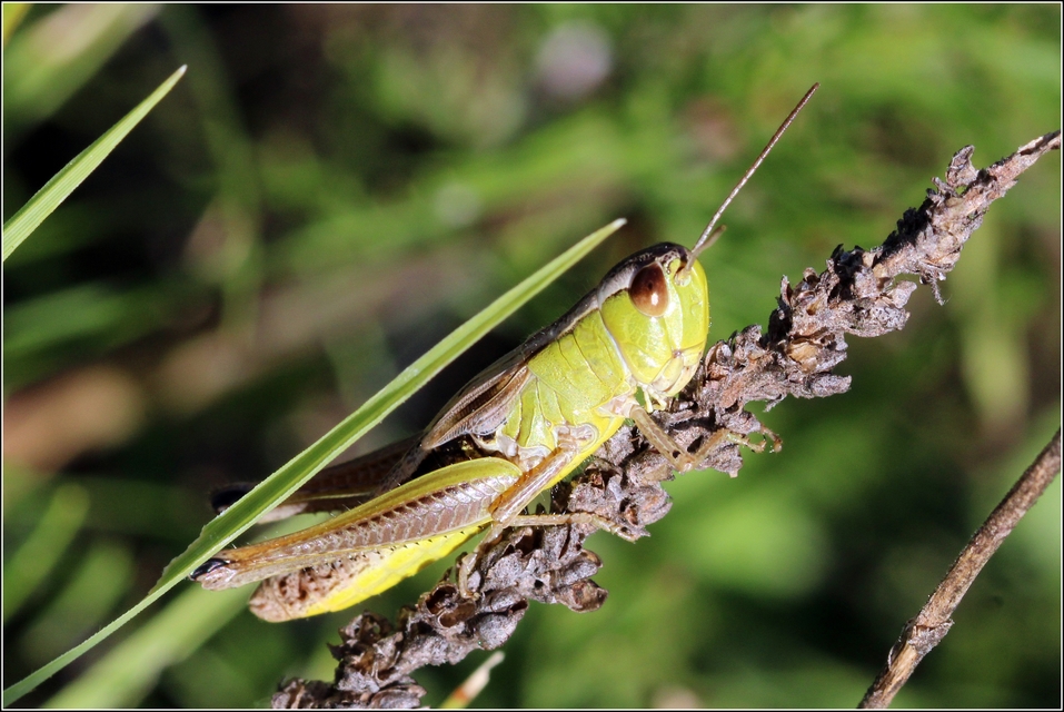 Pseudochorthippus parallelus - közönséges rétisáska