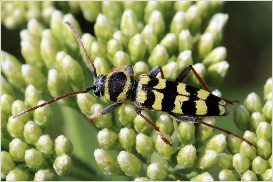 Echinocerus floralis - lucerna-darázscincér