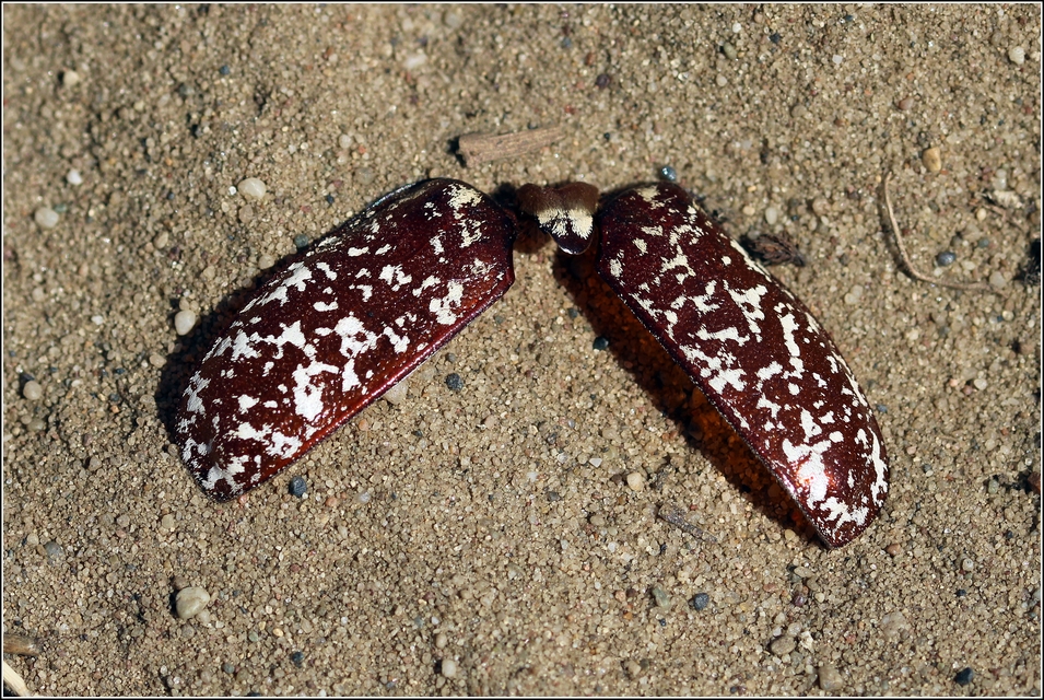 Polyphylla fullo - csapó cserebogár